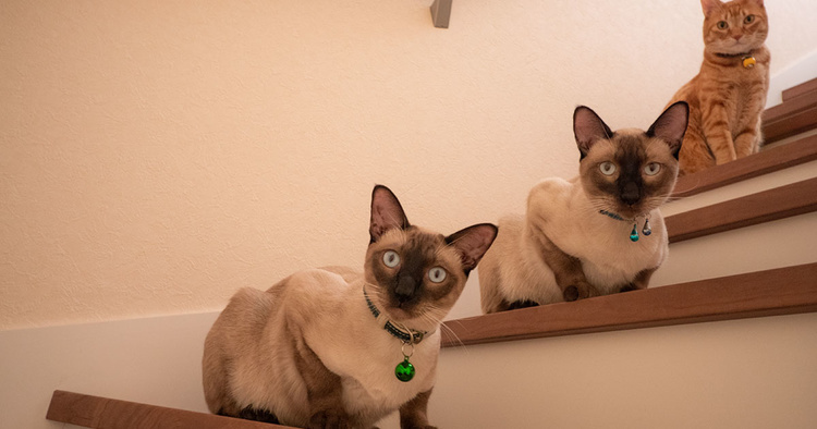 建築中から暖かい！ネコ目線で考えた和モダンの家／札幌市･Ｋさん