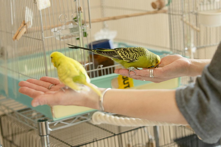 寒さに弱いインコのためにZEHパッシブ換気　恵庭市Ｔさん／エコットハウス