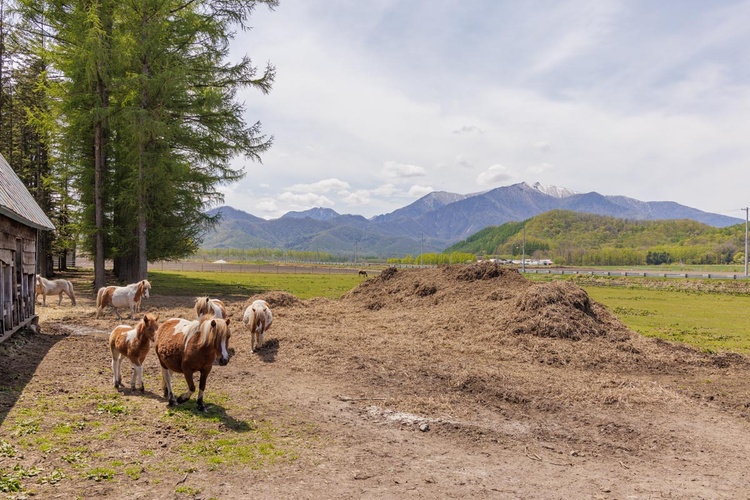 ポニー・ロバのいる北欧風カントリーの農家住宅/帯広市Aさん