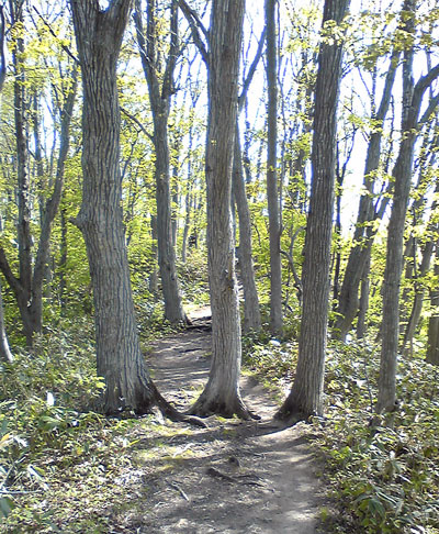 大倉山に向かう途中に仲良く並んだ木を発見。