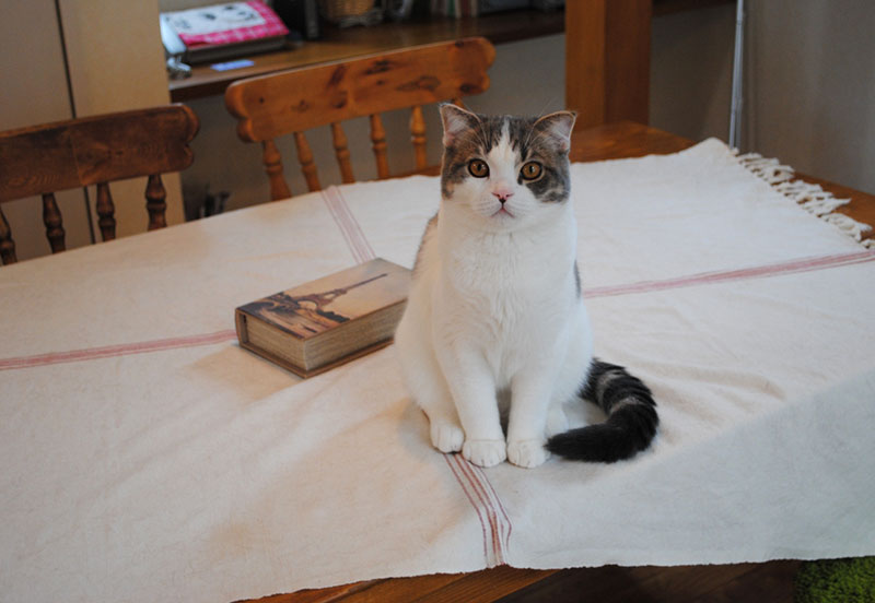 大工さん手づくりのテーブルでポーズを取ってくれたMさんが可愛がっている猫。もう1匹も人懐っこく取材に“同席”していた