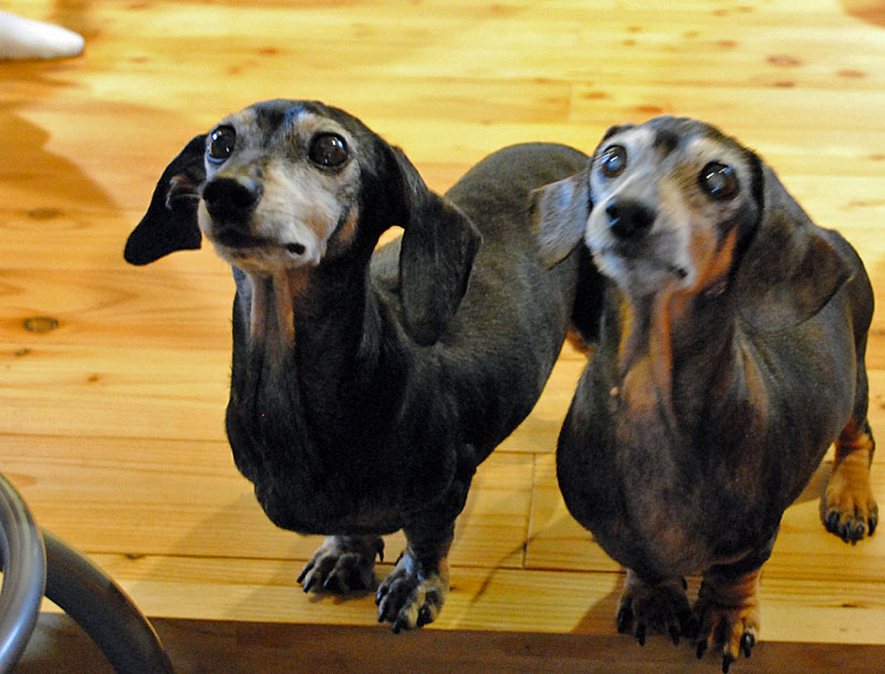 リビングには可愛い愛犬が。実は母娘だそうで2匹とも洋子ママを恋しそうに見つめていた