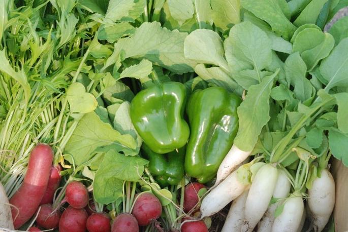 7月8日は、農作業＆牧場見学＆石狩バーガーづくりです！参加者募集中