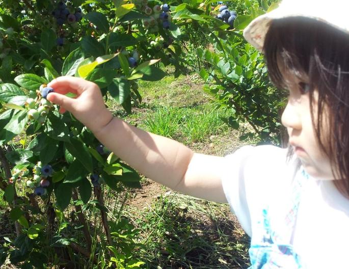 実家のブルーベリー畑！７月22日～１カ月弱オープンします　