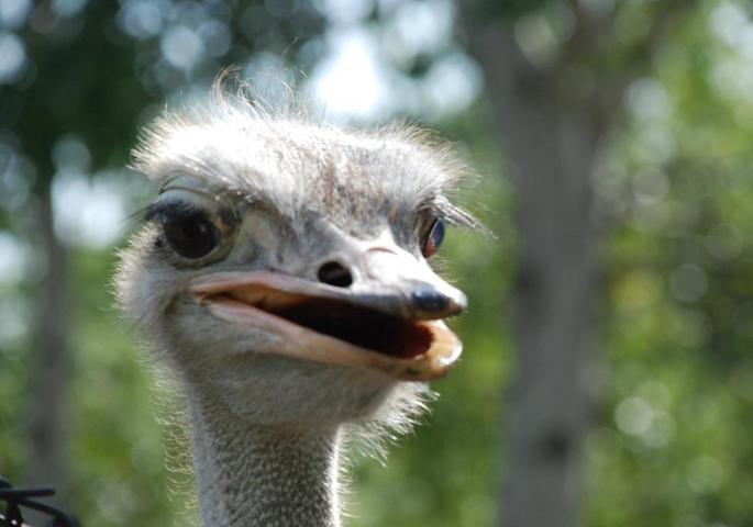 ハイジ牧場とはなんぞや