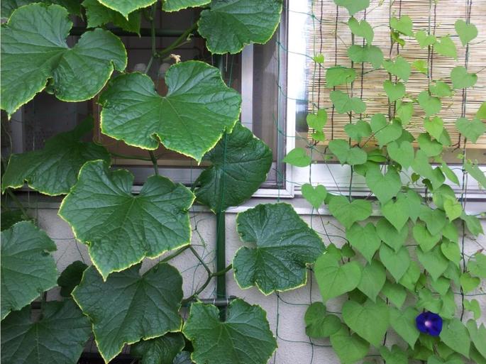 暑い！キュウリとあさがおのグリーンカーテン導入！