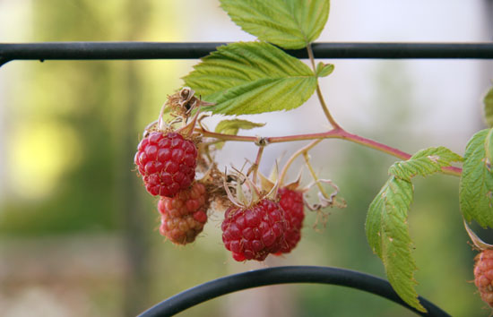2013_0712_berry.jpg