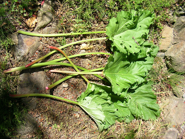 わが家の庭に植えたルバーブ