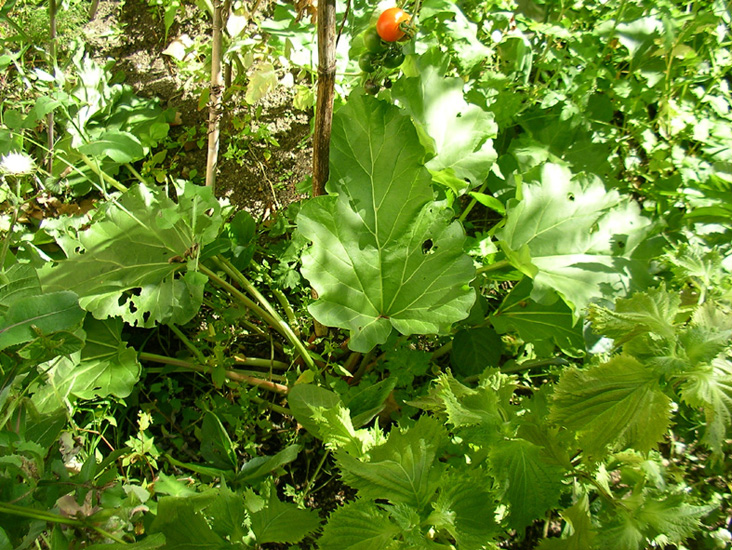 今回は茎の部分だけ皮をむいて使いました