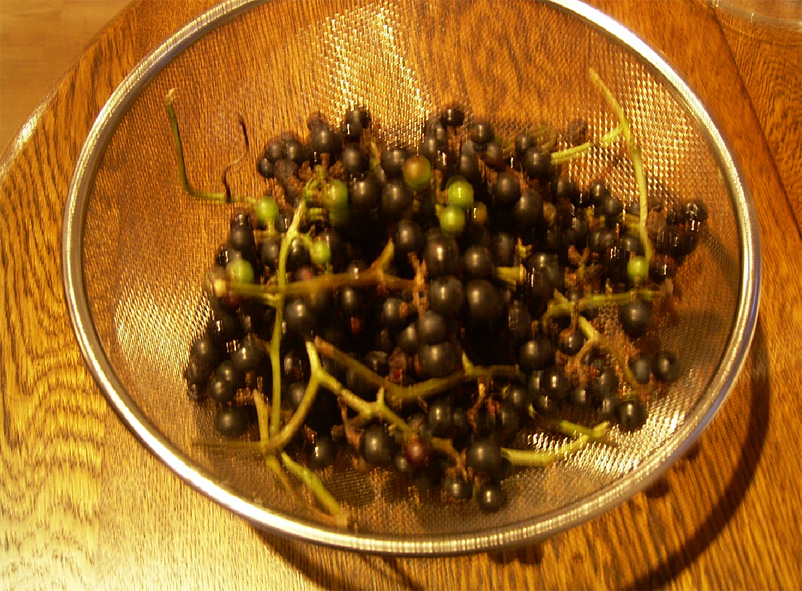 山から採って来た山ブドウ。千葉さんが蔓にぶら下がって実を採った。ジャムにな る予定