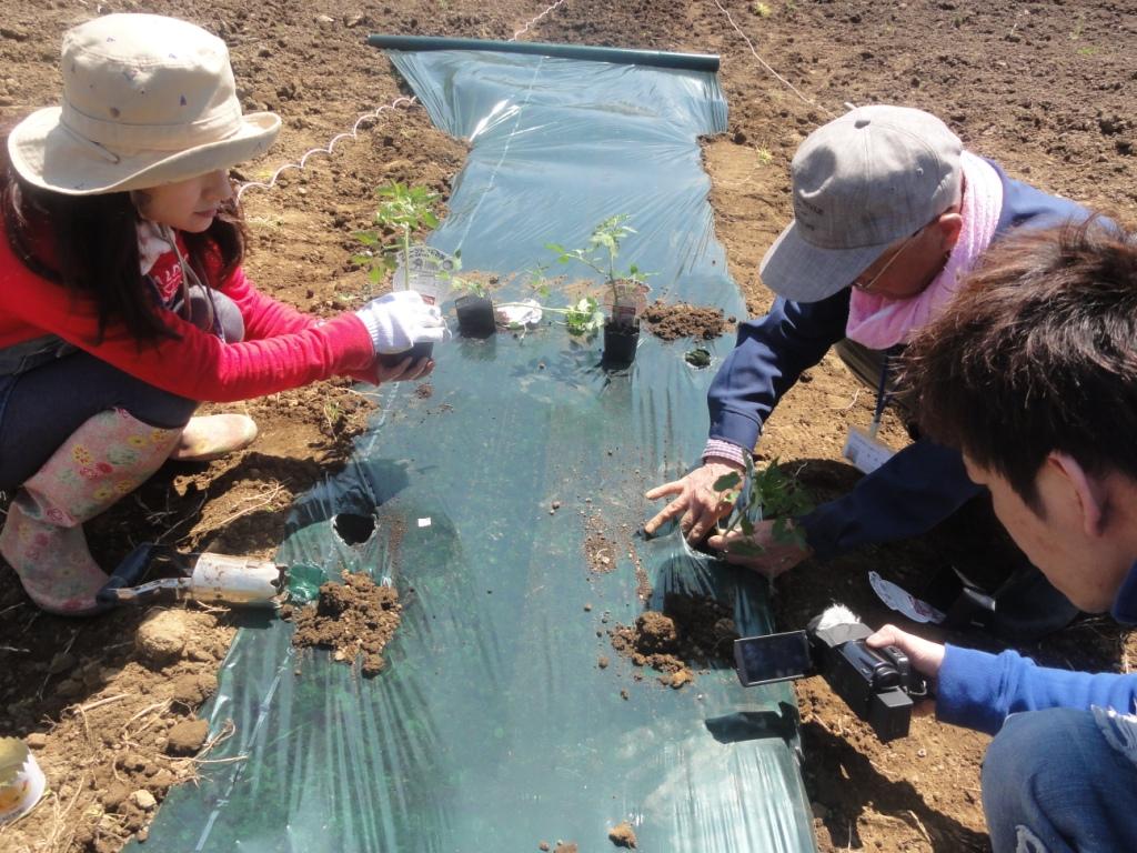 耕してマルチして苗植えてトンネル。家庭菜園も基礎をしらないとおいしい野菜を作れない！