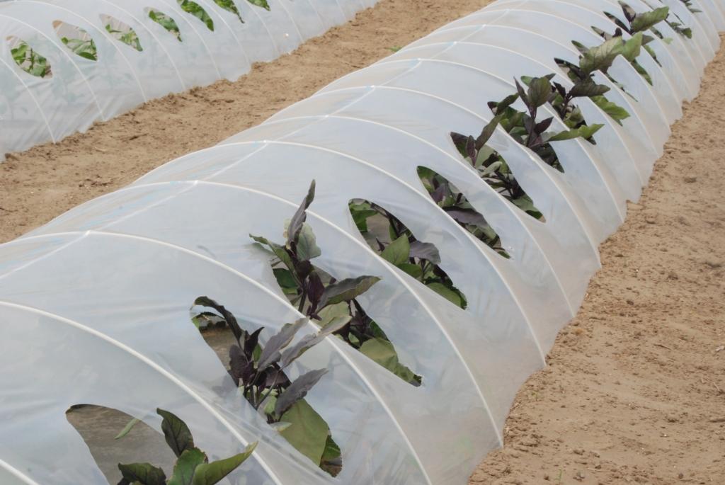 家庭菜園！芸術のようなトンネル、ナスの芽かきなど　2012年6月16日