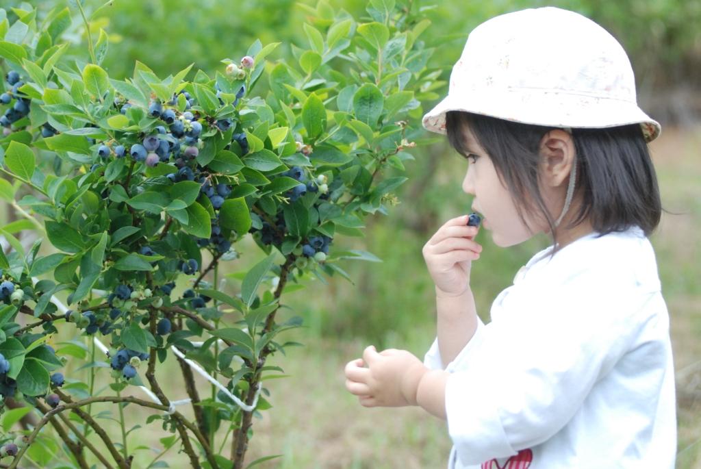 ブルーベリーの収穫体験・・・札幌から約50ｋｍの余市町にて