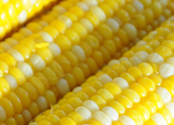 甘みが違う！　南区澄川地域の産直「トウモロコシ」