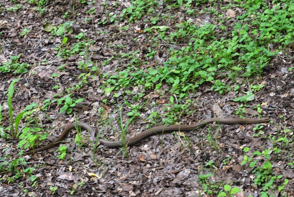 単管パイプで物置作り。蛇遭遇。
